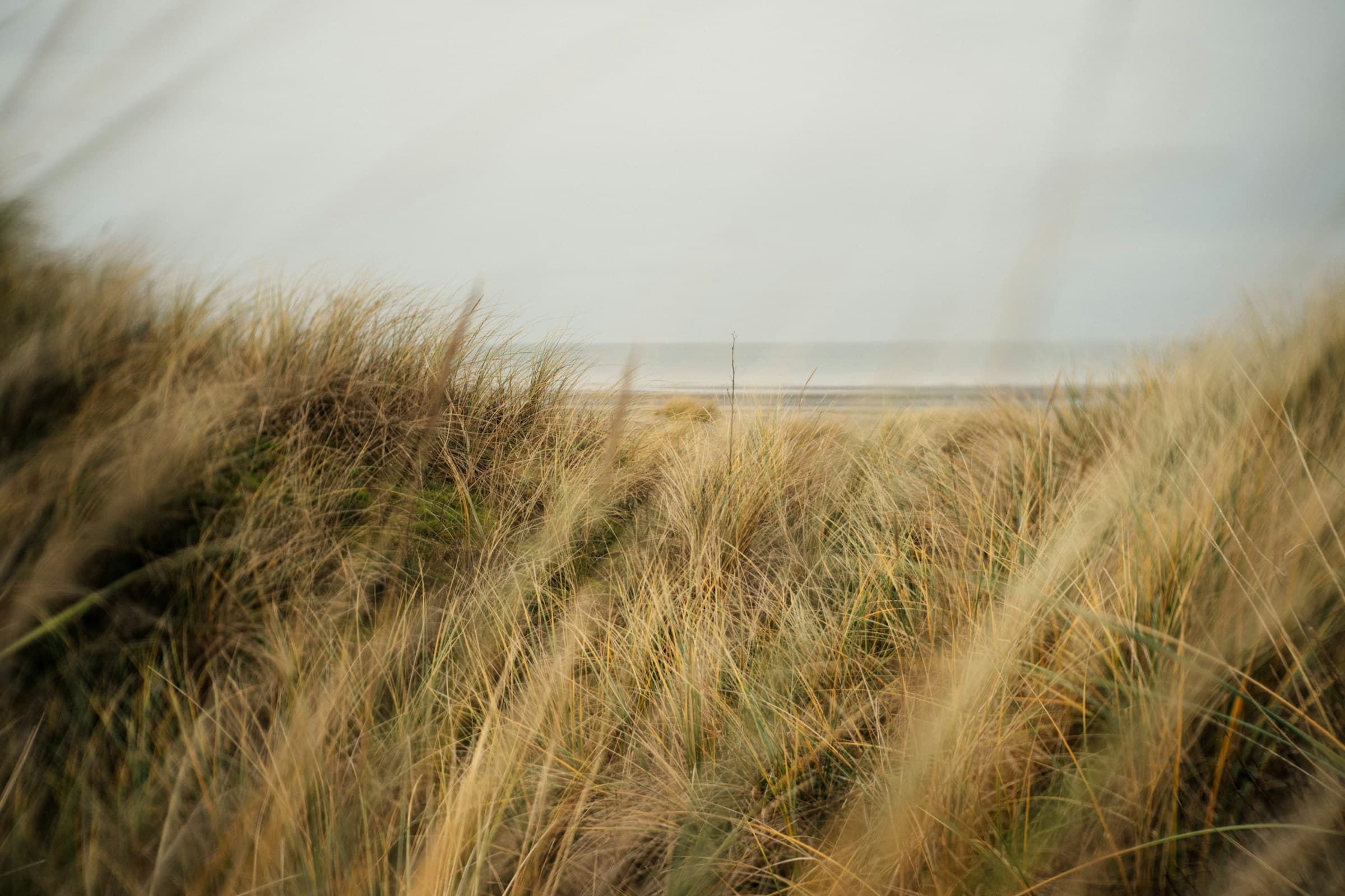 Dune grass blowing in the wind above a hazy beach