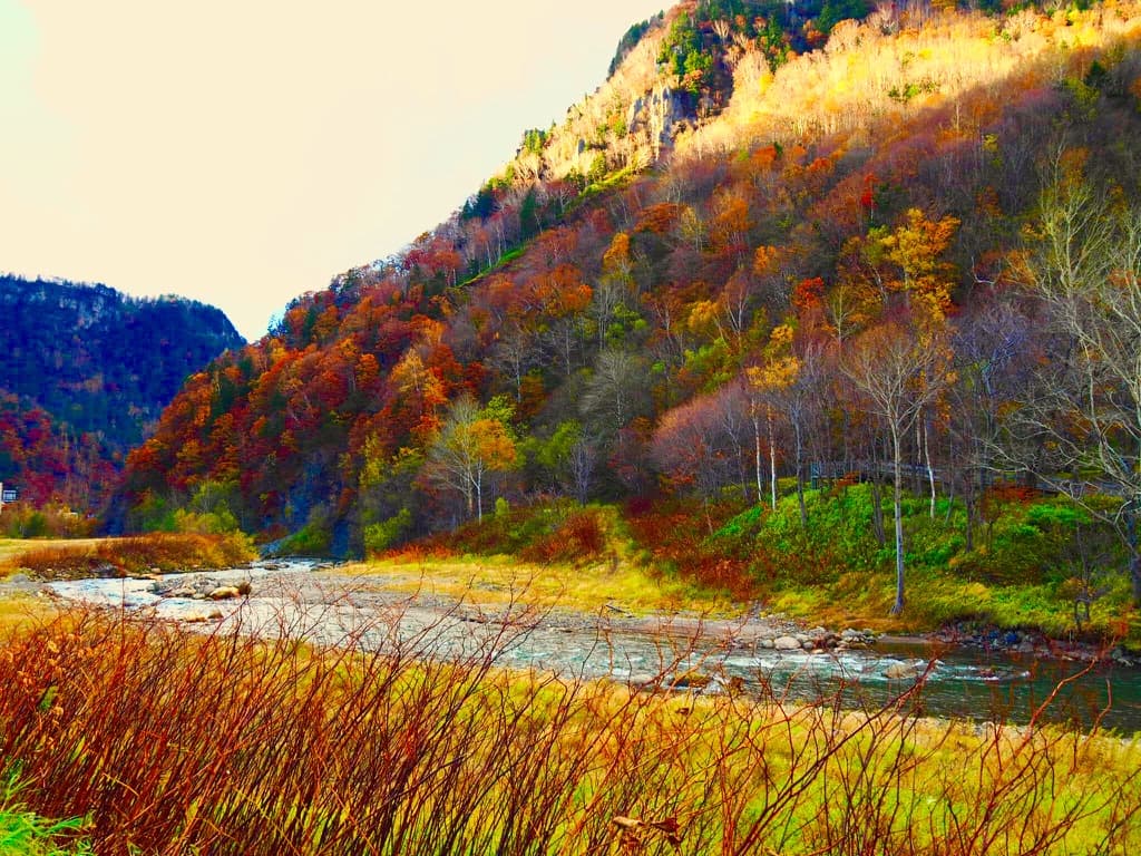 Autumn trees beside a river